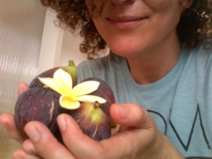 Superba Figs and a Flower