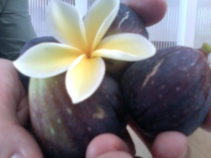 Superba Figs & a Flower up Close